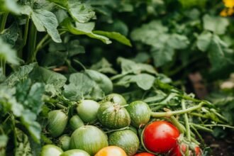 Easy Vegetables to Grow in Your UK Garden