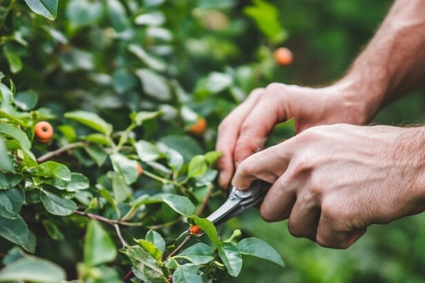 How to Prune Your Plants for Optimal Growth